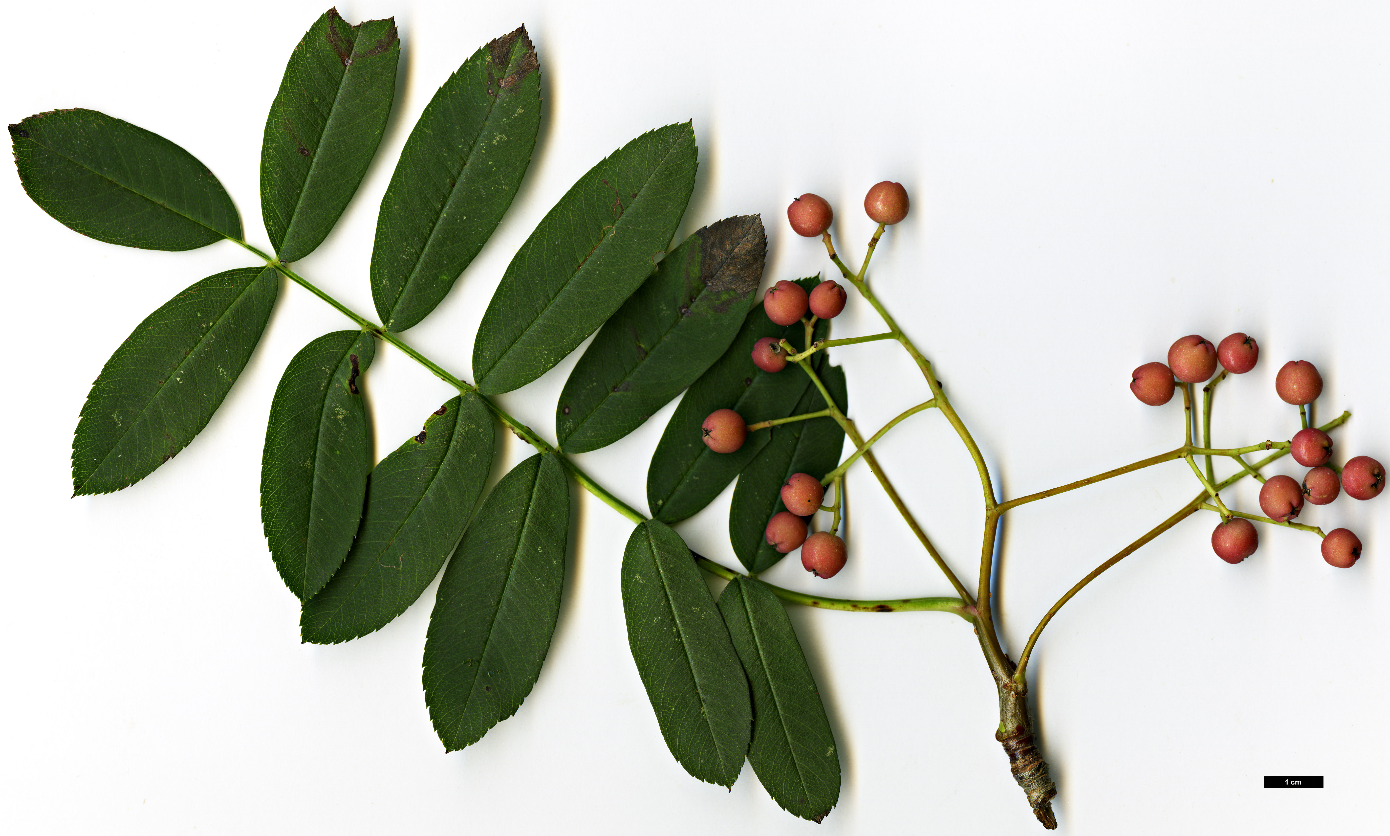 High resolution image: Family: Rosaceae - Genus: Sorbus - Taxon: bulleyana